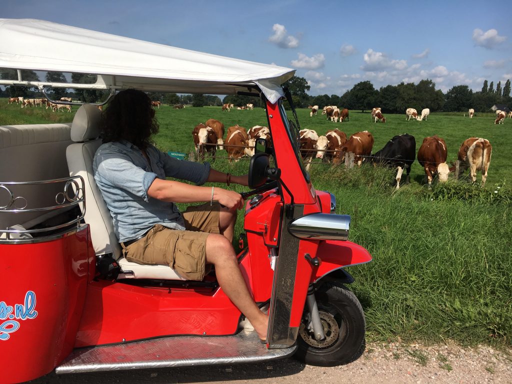 Roter Tuk mit Kühen 3